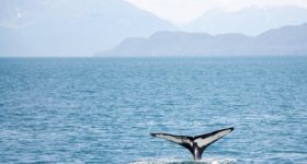 Walflosse, die aus dem Meer heraussticht